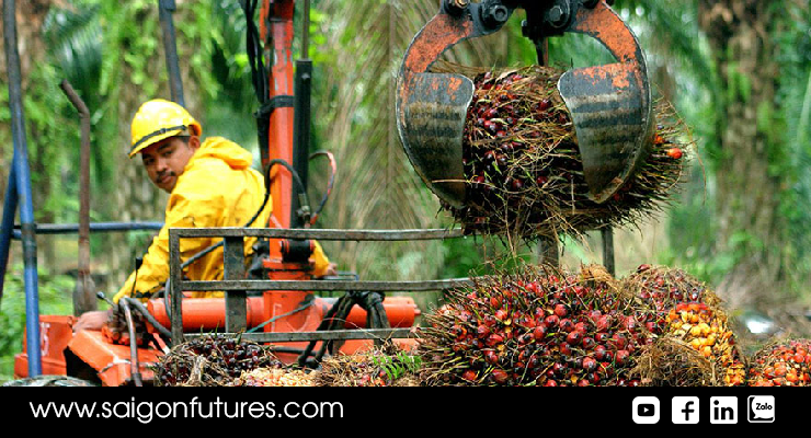Indonesia hạ tỷ lệ xuất khẩu dầu cọ thô